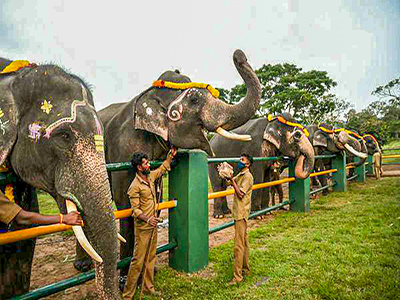 Boat Ride in Pykara Lake or Elephant Safari in Mudumalai